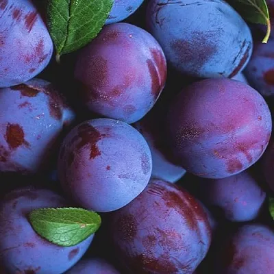 Слива в Новокузнецке