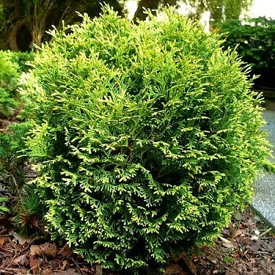 Туя ВОТЕРФИЛД западная в Новокузнецке