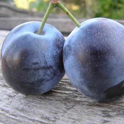 Слива БЛЮФРИ в Новокузнецке