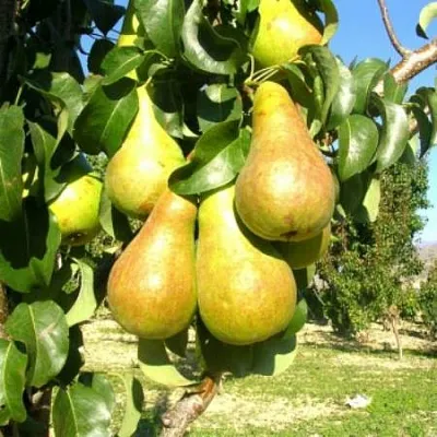 Груша Г-9 колонновидная  Груша Г-9 колонновидная в Новокузнецке