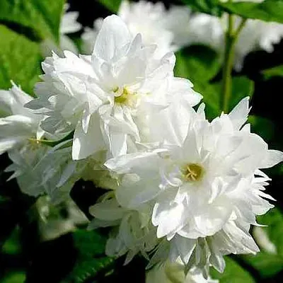 Жасмин ДАМ БЛАНШ  Жасмин ДАМ БЛАНШ в Новокузнецке