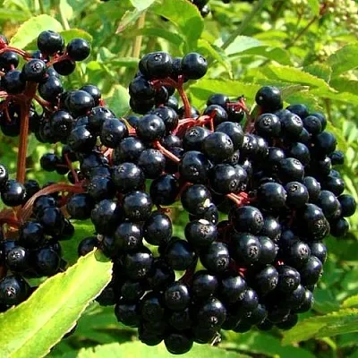 Бузина в Новокузнецке