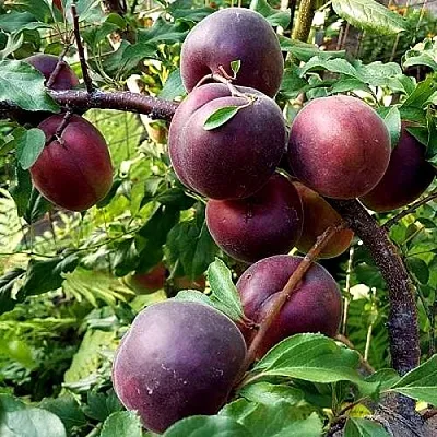 Шарафуга БЕЛЛА РОЯЛЬ в Новокузнецке