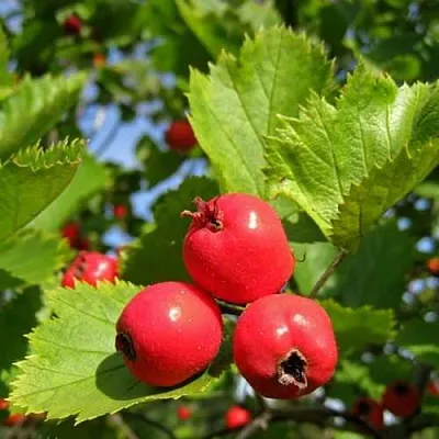 Боярышник МЯГКОВАТЫЙ  Боярышник МЯГКОВАТЫЙ в Новокузнецке