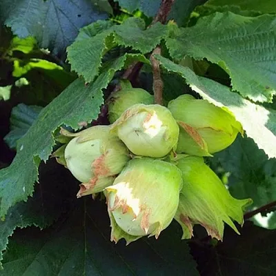 Фундук ТАМБОВСКИЙ РАННИЙ в Новокузнецке