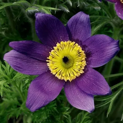 Прострел ПИНВИЛ БЛЮ ШЕЙДЕС в Новокузнецке