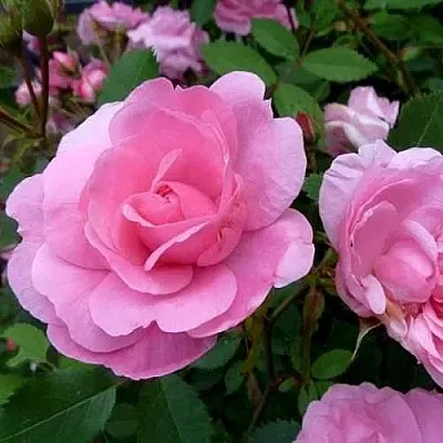 Саженцы роз ДЖОН ДЭВИС плетистая  Саженцы роз ДЖОН ДЭВИС плетистая в Новокузнецке