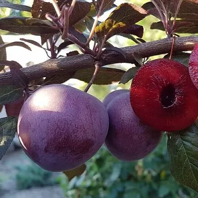 Слива ПАННА  в Новокузнецке