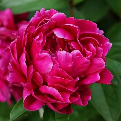 Пион ЛУИ ВАН-ГУТТ травянистый  Пион ЛУИ ВАН-ГУТТ травянистый в Новокузнецке