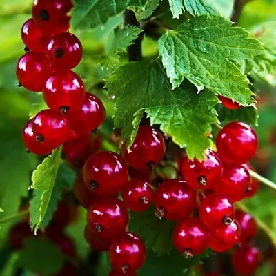 Смородина красная РОЛАН в Новокузнецке