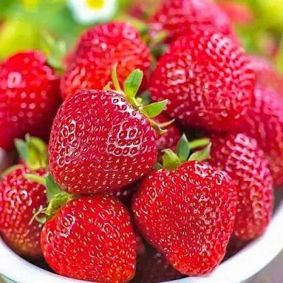 Клубника СИЛЬВИЯ  Клубника СИЛЬВИЯ в Новокузнецке