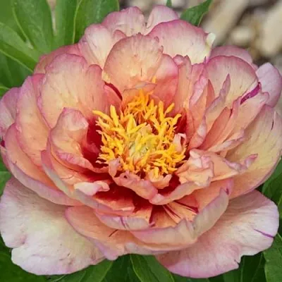 Пион КЭЛЛИС МЕМОРИ ито-гибрид  Пион КЭЛЛИС МЕМОРИ ито-гибрид в Новокузнецке