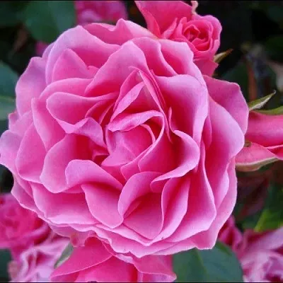 Саженцы роз АЙ ЭМ ГРЕЙТФУЛ флорибунда  Саженцы роз АЙ ЭМ ГРЕЙТФУЛ флорибунда в Новокузнецке