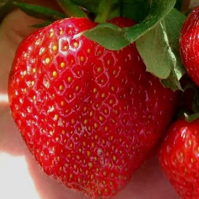 Клубника МАГНУС  Клубника МАГНУС в Новокузнецке