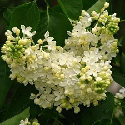 Сирень ПРИМРОУЗ  Сирень ПРИМРОУЗ в Новокузнецке