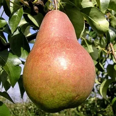 Груша КИРГИЗСКАЯ ЗИМНЯЯ  Груша КИРГИЗСКАЯ ЗИМНЯЯ в Новокузнецке