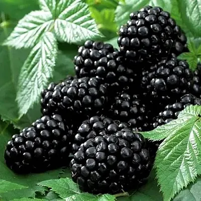 Ежевика БЛЭК БЬЮТИ в Новокузнецке