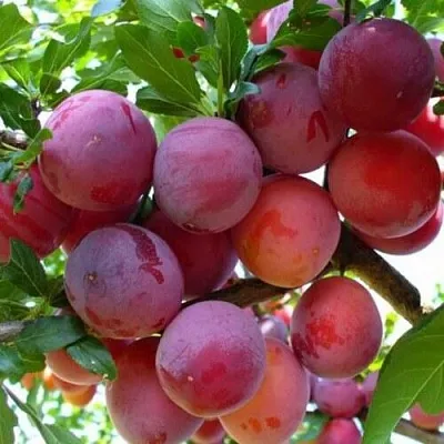 Слива НЕКТАРИННАЯ АРОМАТНАЯ в Новокузнецке