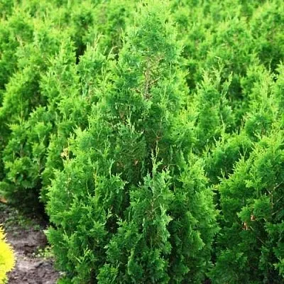 Туя СПИРАЛИС западная в Новокузнецке