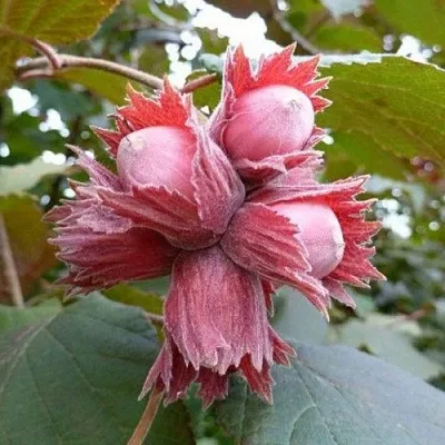 Фундук СКАРЛЕТТ в Новокузнецке