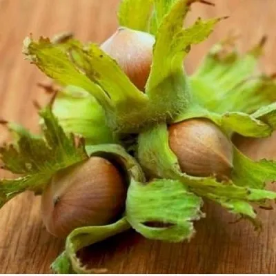 Фундук ГИГАНТ ТАМБОВСКИЙ в Новокузнецке