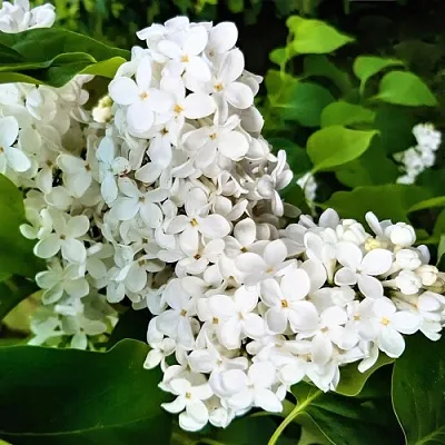 Сирень МАЛЕНЬКИЙ ПРИНЦ  Сирень МАЛЕНЬКИЙ ПРИНЦ в Новокузнецке