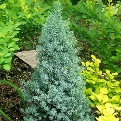 Ель КОНИКА сизая  Ель КОНИКА сизая в Новокузнецке