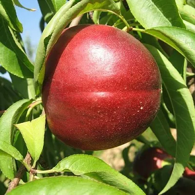 Нектарин ФАНТАЗИЯ в Новокузнецке