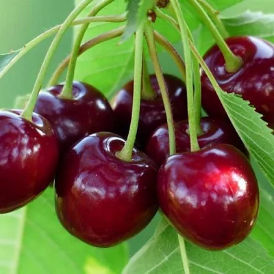 Дюк ЖИВИЦА (ЧЕРЕВИШНЯ)  Дюк ЖИВИЦА (ЧЕРЕВИШНЯ) в Новокузнецке