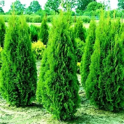 Туя ВИДМАНТ западная в Новокузнецке