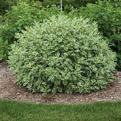 Дерен ЭЛЕГАНТИССИМА белый  Дерен ЭЛЕГАНТИССИМА белый в Новокузнецке