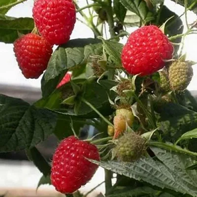 Саженцы малины ремонтантной Эрика Саженцы малины ремонтантной Эрика