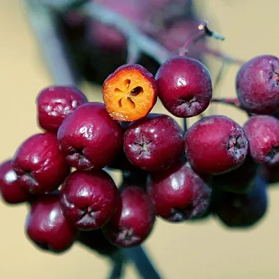 Рябина сладкоплодная в Новокузнецке