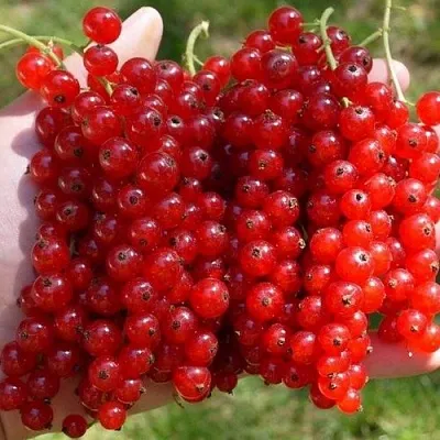 Смородина красная РЕД ПУЛ в Новокузнецке