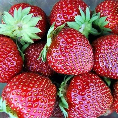 Клубника МАЛЬВИНА  Клубника МАЛЬВИНА в Новокузнецке