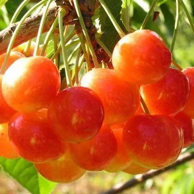 Черешня СОПЕРНИЦА в Новокузнецке