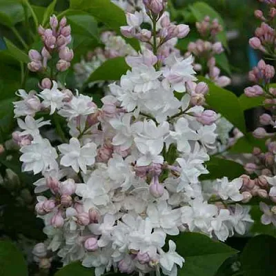 Сирень КРАСАВИЦА МОСКВЫ  Сирень КРАСАВИЦА МОСКВЫ в Новокузнецке