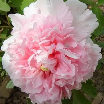 Пион БУКЕТ РОЗОВЫХ ГВОЗДИК древовидный  Пион БУКЕТ РОЗОВЫХ ГВОЗДИК древовидный в Новокузнецке