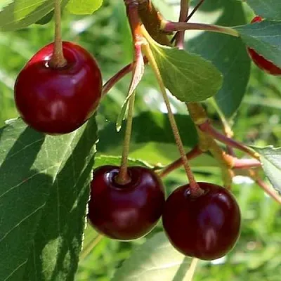 Дюк НАДЕЖДА  Дюк НАДЕЖДА в Новокузнецке