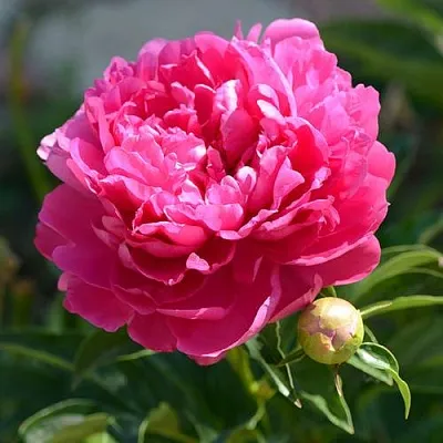 Пион БУШЕЛА травянистый  Пион БУШЕЛА травянистый в Новокузнецке