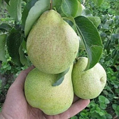 Груша КУДЕСНИЦА  Груша КУДЕСНИЦА в Новокузнецке