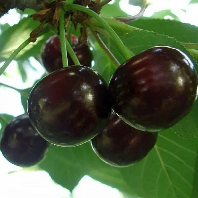 Дюк КСЕНИЯ (ЧЕРЕВИШНЯ)  Дюк КСЕНИЯ (ЧЕРЕВИШНЯ) в Новокузнецке