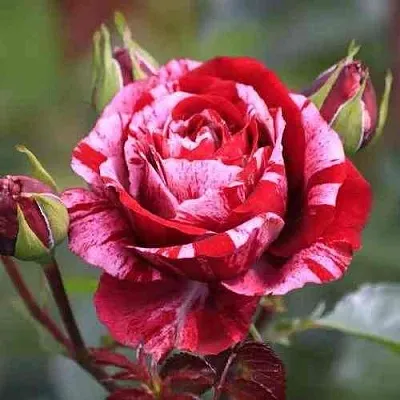 Саженцы роз ДИП ИМПРЕШН флорибунда  Саженцы роз ДИП ИМПРЕШН флорибунда в Новокузнецке