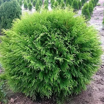 Туя ЛИТЛ ЧЕМПИОН западная в Новокузнецке