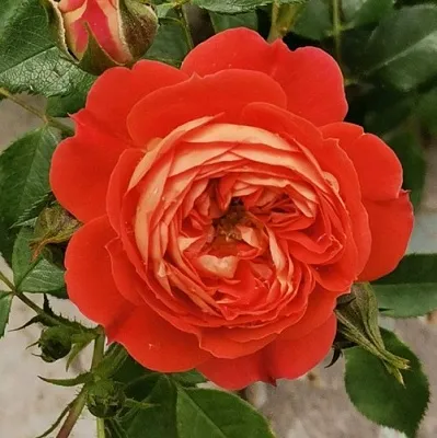 Саженцы роз СТАРЛЕТ РОУЗ КАРМЕН плетистая  Саженцы роз СТАРЛЕТ РОУЗ КАРМЕН плетистая в Новокузнецке