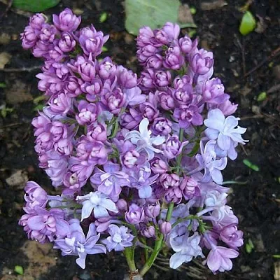 Сирень НАДЕЖДА  Сирень НАДЕЖДА в Новокузнецке