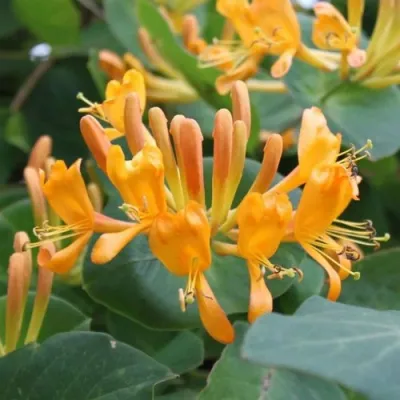 Жимолость ТЕЛЬМАНА в Новокузнецке