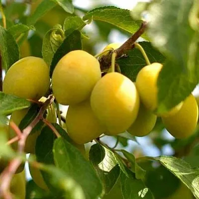 Слива ОЧАКОВСКАЯ ЖЕЛТАЯ в Новокузнецке