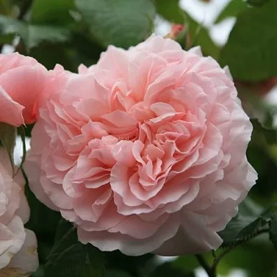 Саженцы роз РОЗ ДЕ ТОЛБИАК плетистая  Саженцы роз РОЗ ДЕ ТОЛБИАК плетистая в Новокузнецке