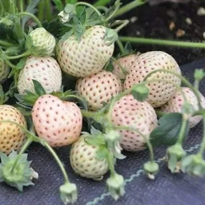 Клубника АНАНАСА ремонтантная — описание сорта Клубника АНАНАСА ремонтантная в Новокузнецке